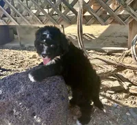 F1 Black and White Tuxedo Bi, a male Aussiedoodle for sale in Quartzsite, AZ – 1 of 6