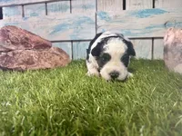 F2B Miniature Black and White Parti , a male Poodle - Miniature  and Miniature Aussiedoodle for sale in Quartzsite, AZ – 6 of 7