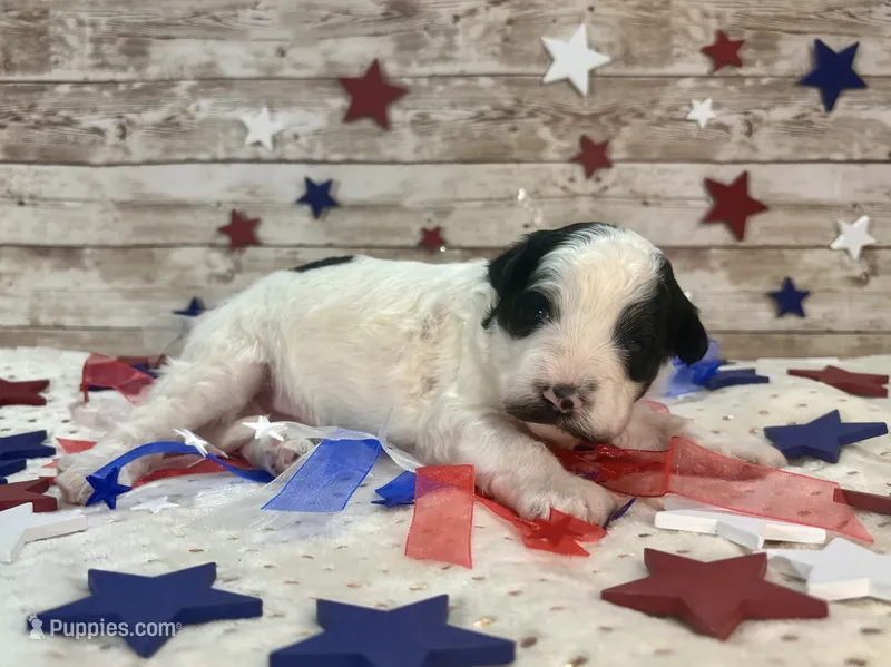 Mini F2B Black White Parti  – Aussiedoodle puppy for sale in Quartzsite, AZ