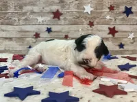 Mini F2B Black White Parti , a male Aussiedoodle for sale in Quartzsite, AZ – 1 of 9