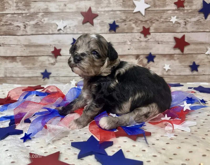 F2B Miniature Blue Merle Gorgeous  – Aussiedoodle puppy for sale in Quartzsite, AZ