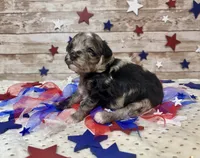 F2B Miniature Blue Merle Gorgeous , a female Aussiedoodle for sale in Quartzsite, AZ – 1 of 10