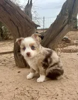 Toy Mini Red Merle Blue Eyes, a female Miniature Australian Shepherd for sale in Quartzsite, AZ – 1 of 7