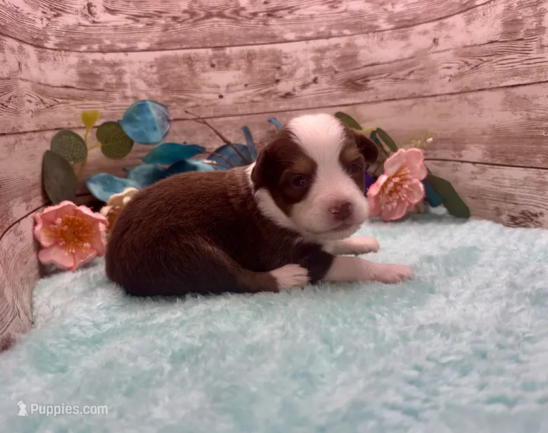 Toy Mini Red Tri Milky Way Blue Eyes – Miniature Australian Shepherd puppy for sale in Quartzsite, AZ