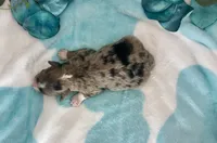F2B Miniature Blue Merle Sweet Potato , a male Aussiedoodle for sale in Quartzsite, AZ – 4 of 5