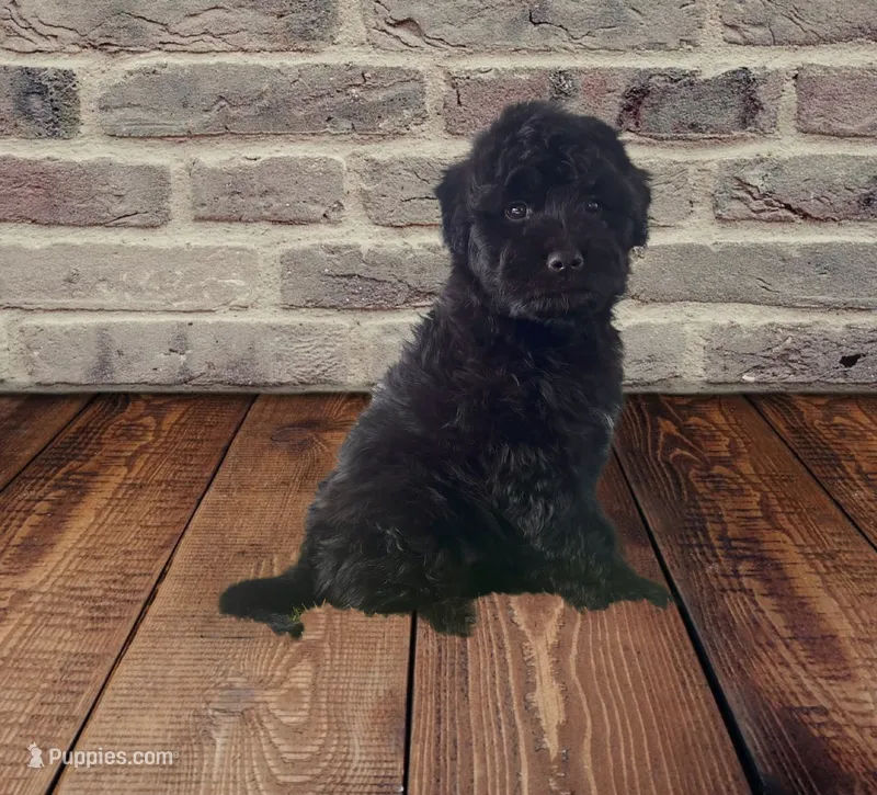 Beautiful F1 Black  – Aussiedoodle puppy for sale in Quartzsite, AZ