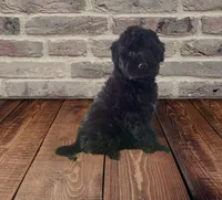 Beautiful F1 Black , a female Aussiedoodle for sale in Quartzsite, AZ – 1 of 7
