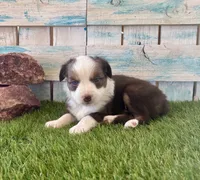 Gorgeous Red Tri Blue Eyes , a male Toy Australian Shepherd for sale in Quartzsite, AZ – 2 of 10