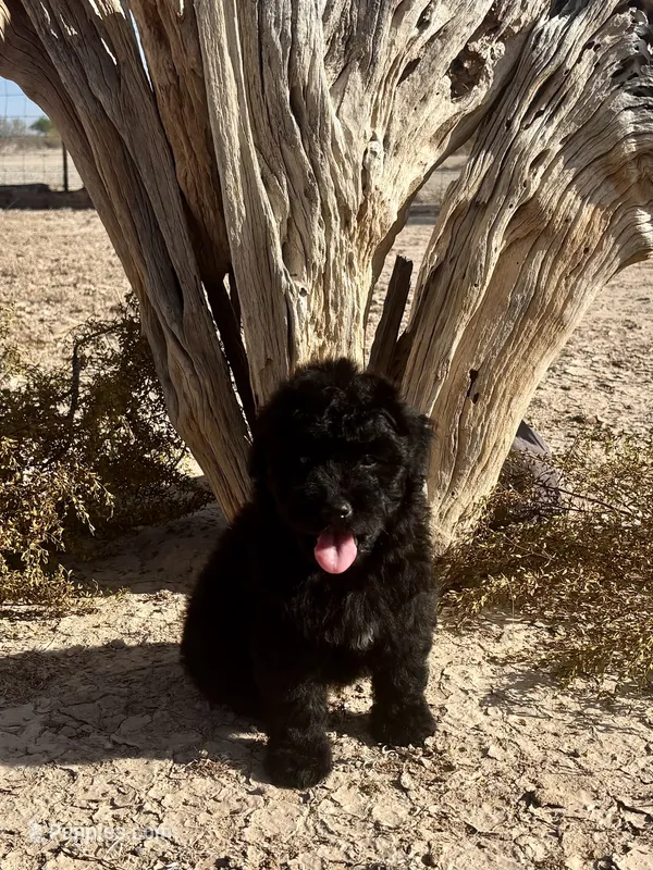 F1 Toy Mini Beautiful Black  – Aussiedoodle puppy for sale in Quartzsite, AZ