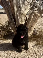 F1 Toy Mini Beautiful Black , a female Aussiedoodle for sale in Quartzsite, AZ – 1 of 7