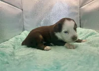 Toy Red Tri Blue Eyes , a male Toy Australian Shepherd for sale in Quartzsite, AZ – 4 of 7