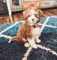 Toy Mini Aussiedoodle F1 Coming Soon All Colors, a  Miniature Aussiedoodle for sale in Quartzsite, AZ – 4 of 10