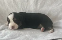 Mini Toy Gorgeous Black Tri Blue Eyes Sweet Tamale, a female Miniature Australian Shepherd for sale in Quartzsite, AZ – 5 of 7