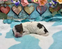 F2B Mini Red Tri Parti Dutch Apple Pie , a male Aussiedoodle for sale in Quartzsite, AZ – 1 of 5