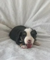 Mini Toy Gorgeous Black Tri Blue Eyes Sweet Tamale, a female Miniature Australian Shepherd for sale in Quartzsite, AZ – 6 of 7