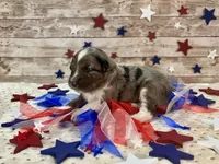 F1 Toy Mini Blue Merle Stunning , a male Miniature Aussiedoodle for sale in Quartzsite, AZ – 7 of 10