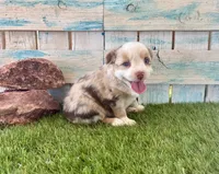 Gorgeous Toy Red Merle Blue Eyes, a female Toy Australian Shepherd for sale in Quartzsite, AZ – 9 of 10