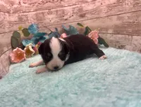 Toy Mini Black Tri Blye Eyes Almond Joy, a female Miniature Australian Shepherd for sale in Quartzsite, AZ – 4 of 10