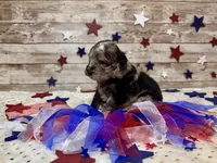 F2B Miniature Blue Merle Gorgeous , a female Aussiedoodle for sale in Quartzsite, AZ – 8 of 10