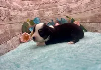Toy Mini Black Tri Blye Eyes Almond Joy, a female Miniature Australian Shepherd for sale in Quartzsite, AZ – 2 of 10