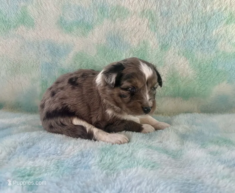 Stunning Toy Mini F1 Blue Merle – Aussiedoodle, Poodle - Miniature  puppy for sale in Quartzsite, AZ