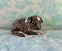 Stunning Toy Mini F1 Blue Merle, a male Aussiedoodle and Poodle - Miniature  for sale in Quartzsite, AZ – 1 of 7