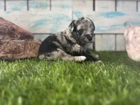 Toy Mini F2B Blue Merle , a female Poodle - Miniature  and Miniature Aussiedoodle for sale in Quartzsite, AZ – 4 of 6