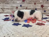 Mini F2B Black White Parti , a male Aussiedoodle for sale in Quartzsite, AZ – 4 of 9