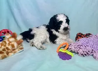 F2B Mini Black and White Parti , a male Miniature Aussiedoodle for sale in Quartzsite, AZ – 4 of 5