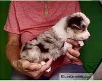 Toy Blue Merle Blue Eyes, a female Toy Australian Shepherd for sale in Quartzsite, AZ – 4 of 8