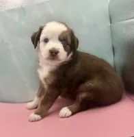 Toy Mini Red Tri Baby Boy Blue Eyes, a male Miniature Australian Shepherd for sale in Quartzsite, AZ – 4 of 8