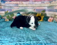 Split Face F1 Toy Mini Black Tri Beautiful , a male Miniature Aussiedoodle for sale in Quartzsite, AZ – 5 of 10