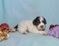 Mini F2B Red Chocolate Parti Tri , a male Aussiedoodle for sale in Quartzsite, AZ – 4 of 7