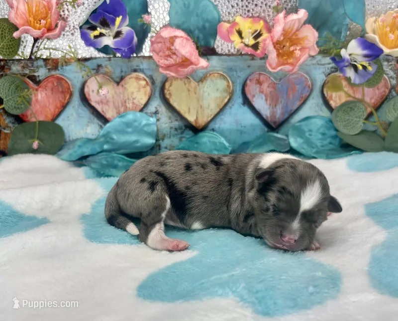 F1 Toy Mini Blue Merle Biscuits N Gravy  – Miniature Aussiedoodle puppy for sale in Quartzsite, AZ