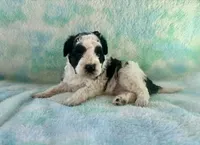 F2B Mini Black and White Parti Bi , a male Poodle - Miniature  and Miniature Aussiedoodle for sale in Quartzsite, AZ – 2 of 8