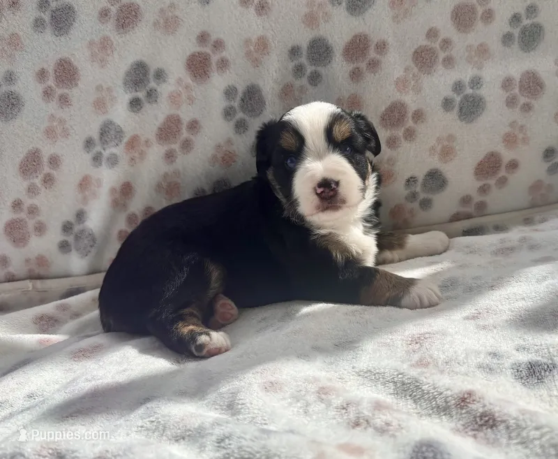 Mini Toy Gorgeous Tri  – Miniature American Shepherd puppy for sale in Quartzsite, AZ