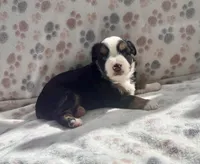 Mini Toy Gorgeous Tri , a female Miniature American Shepherd for sale in Quartzsite, AZ – 1 of 7