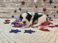 F2B Miniature Black and White Parti , a male Aussiedoodle for sale in Quartzsite, AZ – 4 of 10