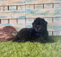 F1 Toy Mini Mesa Beautiful Girl , a female Miniature Aussiedoodle for sale in Quartzsite, AZ – 2 of 10