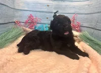 F1 Toy Mini Rare Solid Black Mesa , a female Miniature Aussiedoodle for sale in Quartzsite, AZ – 8 of 10