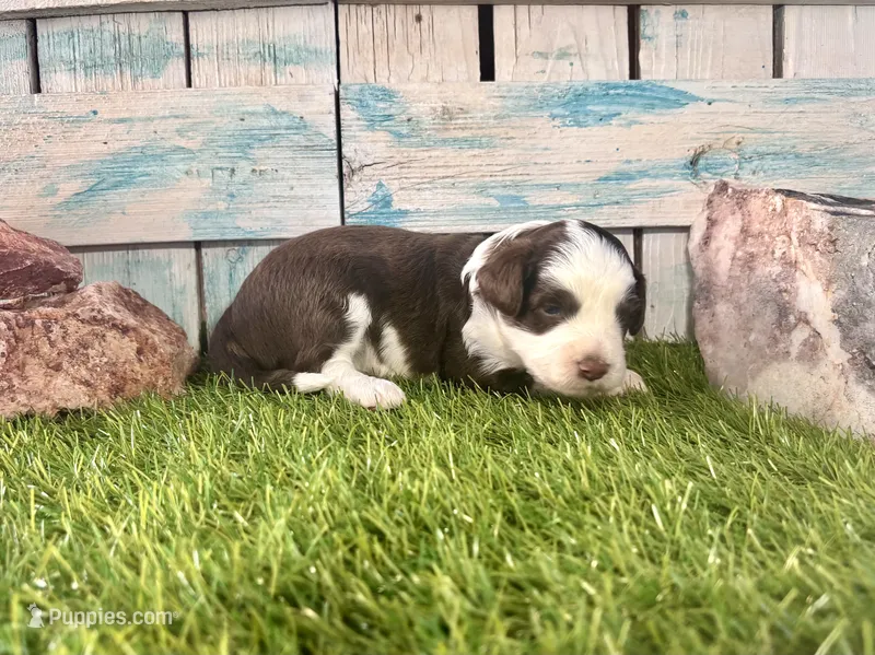 F1 Toy Mini Red Tri Tuxedo – Aussiedoodle, Poodle - Miniature  puppy for sale in Quartzsite, AZ