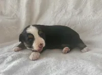 Mini Toy Gorgeous Black Tri Blue Eyes Sweet Tamale, a female Miniature Australian Shepherd for sale in Quartzsite, AZ – 2 of 7