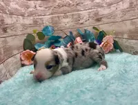 Toy Mini Blue Merle Blue Eye Butterfingers, a female Toy Australian Shepherd for sale in Quartzsite, AZ – 7 of 9