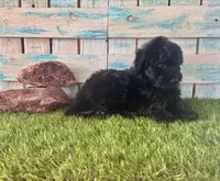 F1 Toy Mini Mesa Beautiful Girl , a female Miniature Aussiedoodle for sale in Quartzsite, AZ – 5 of 10