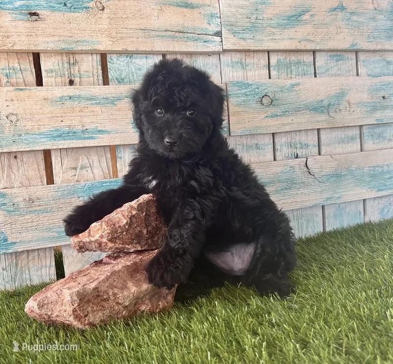 F1 Toy Mini Mesa Beautiful Girl  – Miniature Aussiedoodle puppy for sale in Quartzsite, AZ