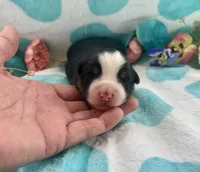 Toy Mini Tamale Gorgeous , a female Miniature Australian Shepherd for sale in Quartzsite, AZ – 3 of 10