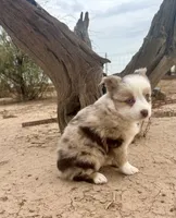 Toy Mini Red Merle Blue Eyes, a female Miniature Australian Shepherd for sale in Quartzsite, AZ – 2 of 7