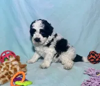 Mini F2B Parti Black and White , a male Aussiedoodle for sale in Quartzsite, AZ – 4 of 9