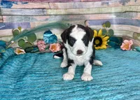 Toy Mini F1 Red Tri Tuxedo Sweetheart , a male Miniature Aussiedoodle for sale in Quartzsite, AZ – 4 of 10
