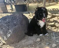 F1 Black and White Tuxedo Bi, a male Aussiedoodle for sale in Quartzsite, AZ – 2 of 6